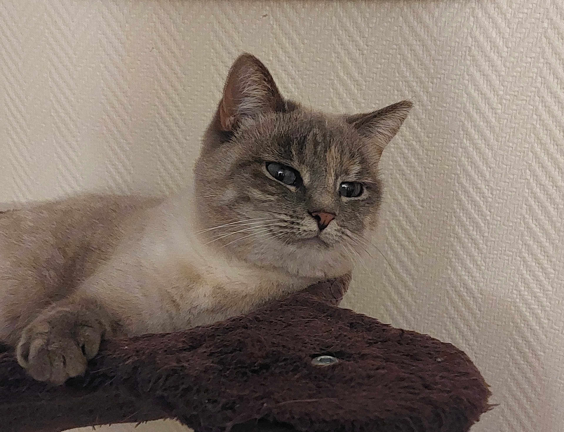 Luna participe au concours pour gagner de l'argent avec cette photo : cat, feline, pet, animal, indoor, resting, fur, whiskers, ears, paw, face, closeup, texture, brown, beige, wall, relaxation, calm, domestic, cute