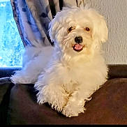 Reggie joined the competition — help win amazing prizes! dog, white_dog, fluffy, pet, indoor, couch, furniture, curtains, window, tongue_out, relaxed, cozy, animal, companion, domestic, fur, paw, face, home, resting