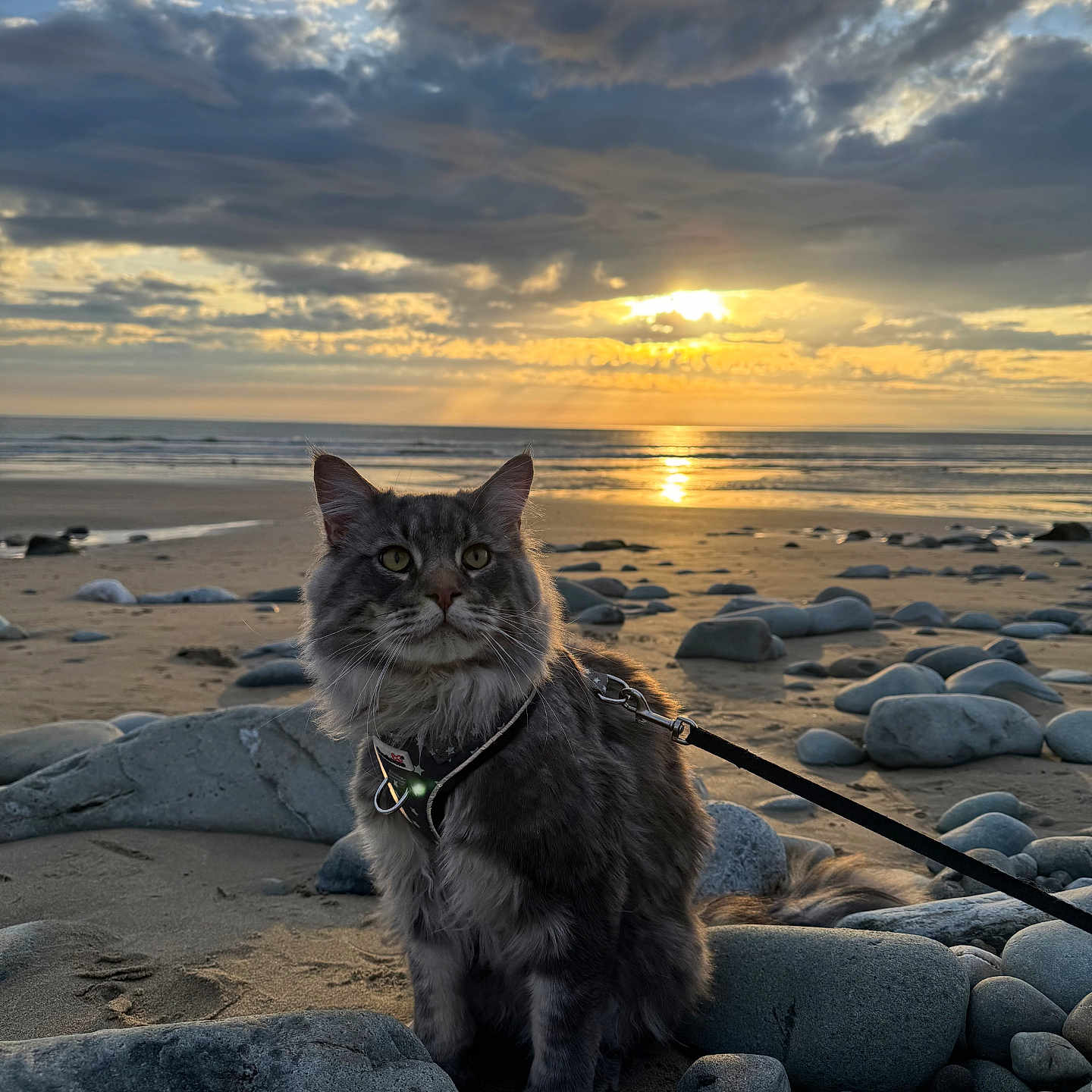 Gugu joined the competition — help win amazing prizes! animal, beach, cat, coast, landscape, light, manx, nature, outdoors, pebble, pet, road, rock, scenery, sea, shoreline, sky, sunset, water, wood