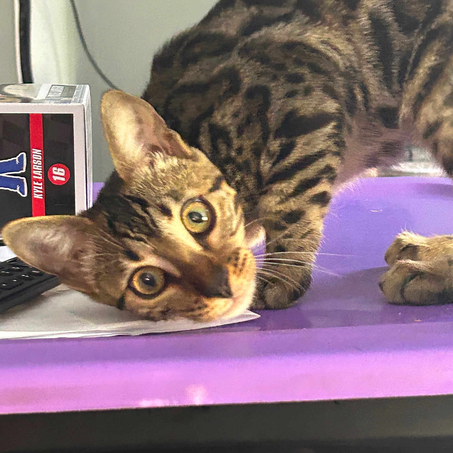 Suki joined the competition — help win amazing prizes! abyssinian, alloywheel, animal, cat, computer, computerhardware, computerkeyboard, desk, electronics, furniture, hardware, kitten, laptop, manx, monitor, pc, pet, screen, table, tv