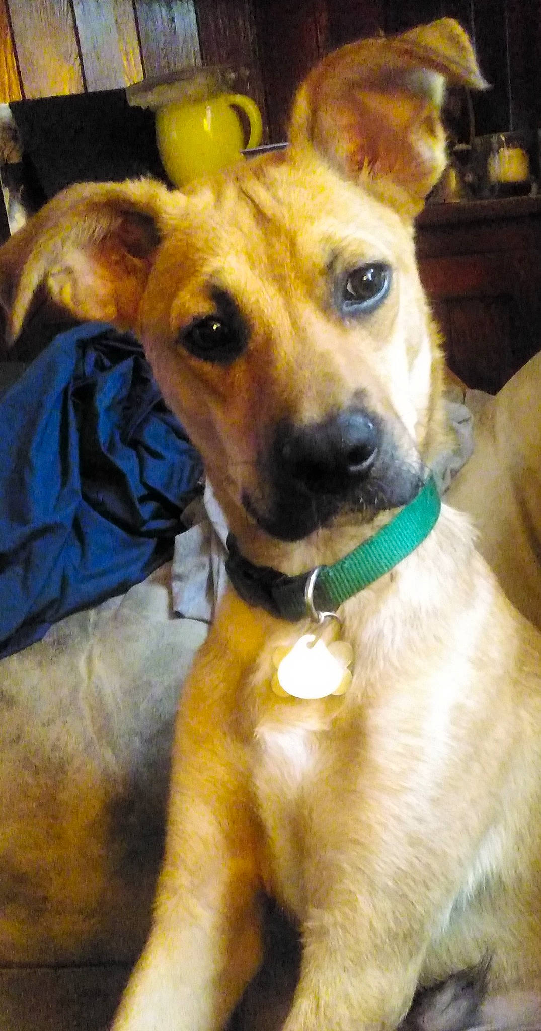 Trooper joined the competition — help win amazing prizes! ancient_dog_breeds, canidae, carnivore, collar, companion_dog, dog, dog_breed, dog_collar, dog_supply, ear, fawn, fur, guard_dog, paw, pet_supply, sporting_group, toy_dog, whiskers, working_animal, working_dog