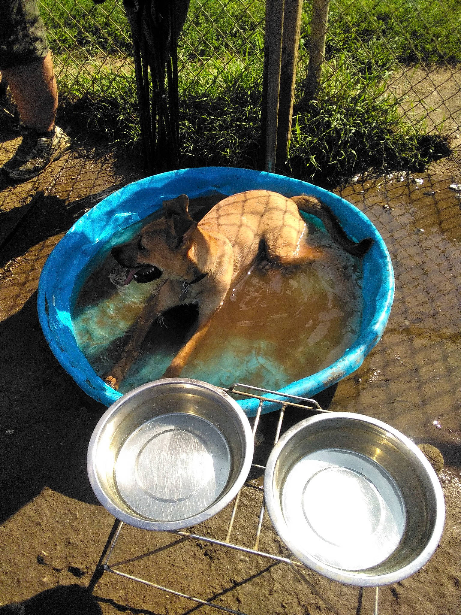 Trooper is registered to the contest to win money with this photo: aluminium, auto_part, bucket, circle, cookware_and_bakeware, drink, drinkware, electric_blue, foot, gas, glass, grass, green, light, metal, natural_material, plant, soil, water