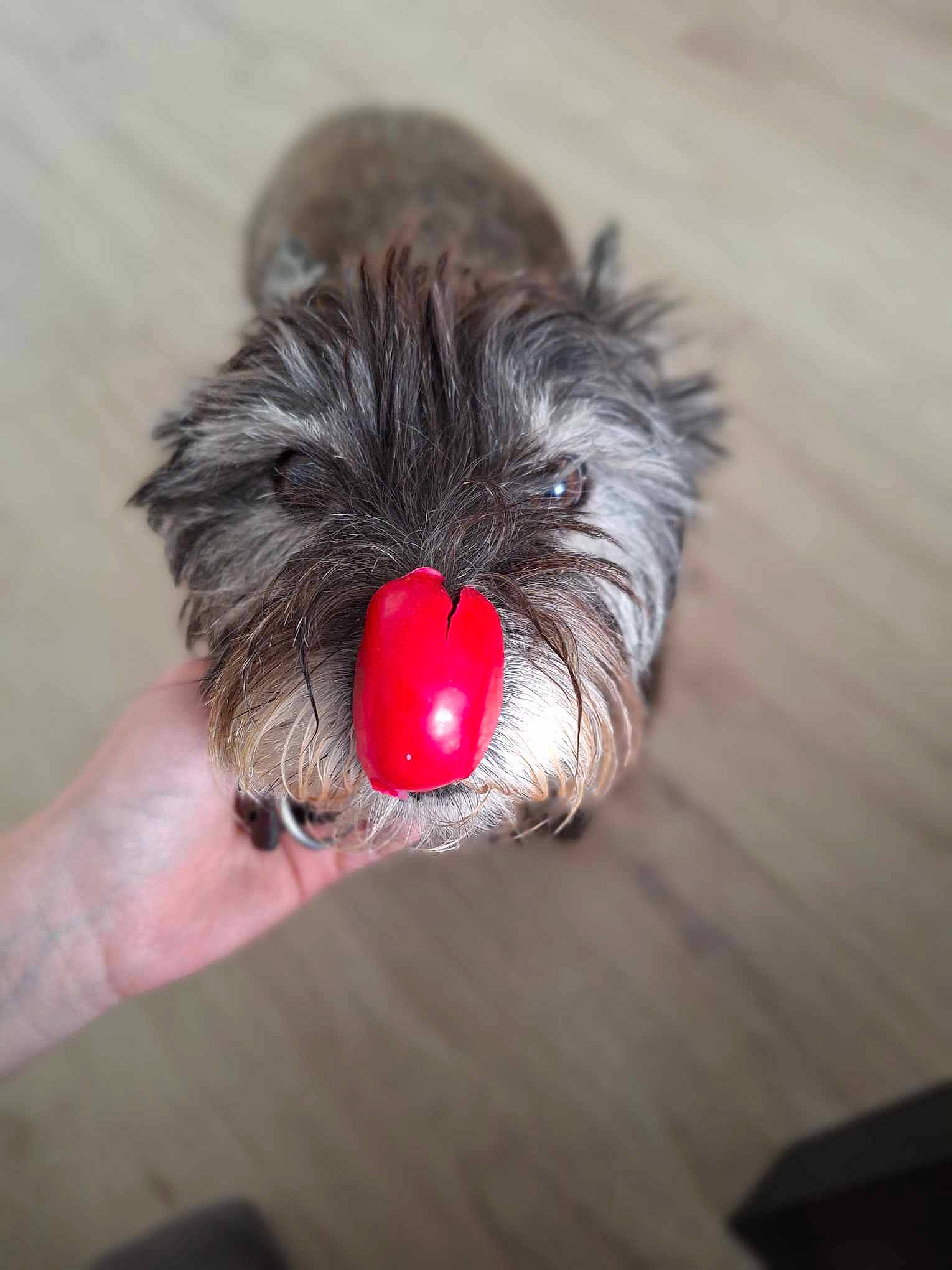 Akash participe au concours pour gagner de l'argent avec cette photo : canidae, carmine, companion_dog, dog, dog_breed, feather, flesh, foot, fur, hardwood, liver, nail, paw, small_terrier, snout, sporting_group, toy_dog, whiskers, wing, wood