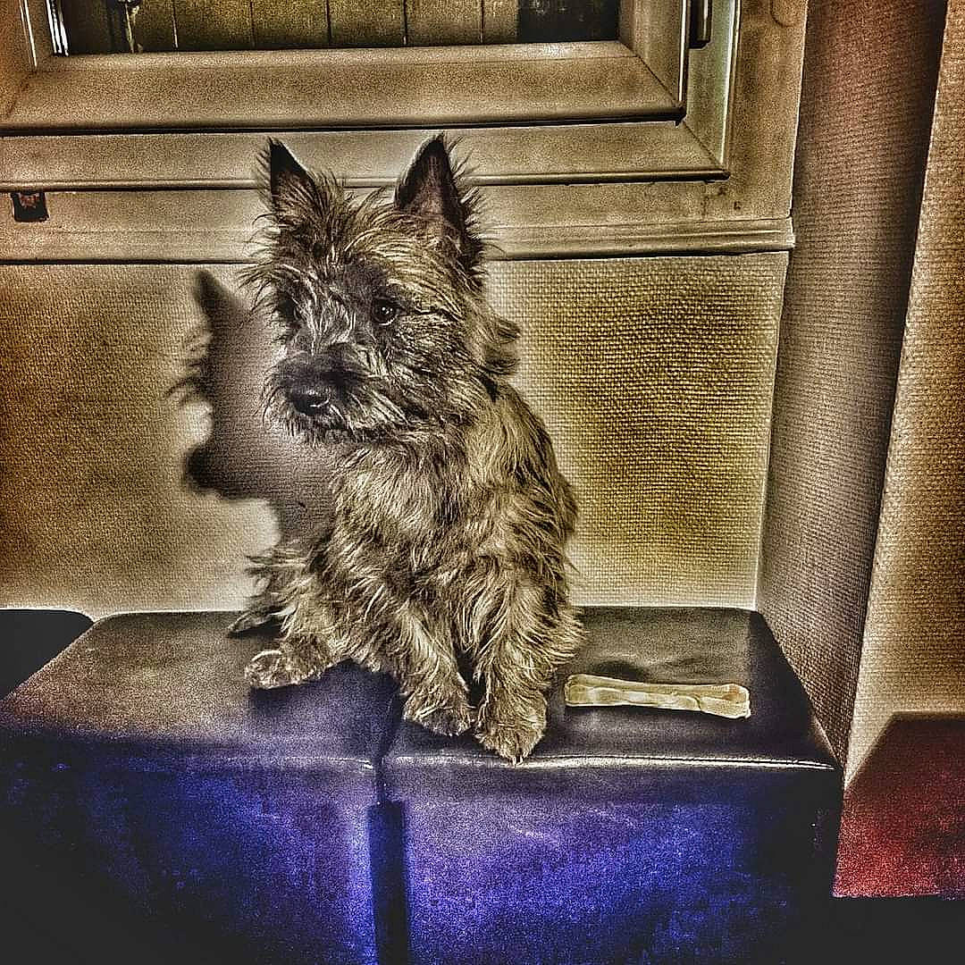 Akash participe au concours pour gagner de l'argent avec cette photo : carnivore, cat, darkness, dog_breed, domestic_short_haired_cat, felidae, fur, grey, monochrome_photography, paw, plant, small_to_medium_sized_cats, snout, square, still_life_photography, tail, tints_and_shades, whiskers, window, wood