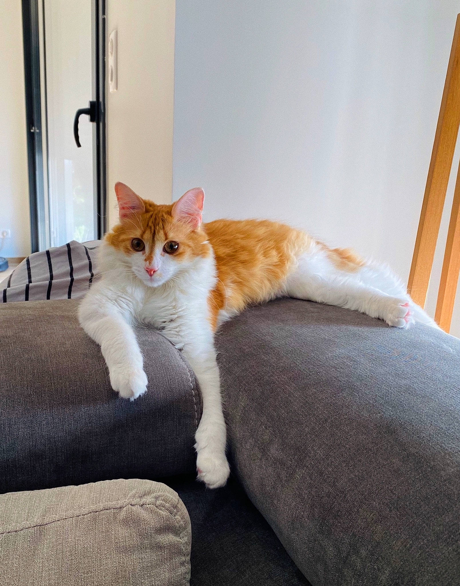 Ako a rejoint le concours — aidez-le/la à gagner de superbes lots ! carnivore, cat, comfort, couch, domestic_short_haired_cat, eye, fawn, felidae, flooring, fur, hardwood, human_leg, mammal, small_to_medium_sized_cats, snout, tail, vertebrate, whiskers, window, wood