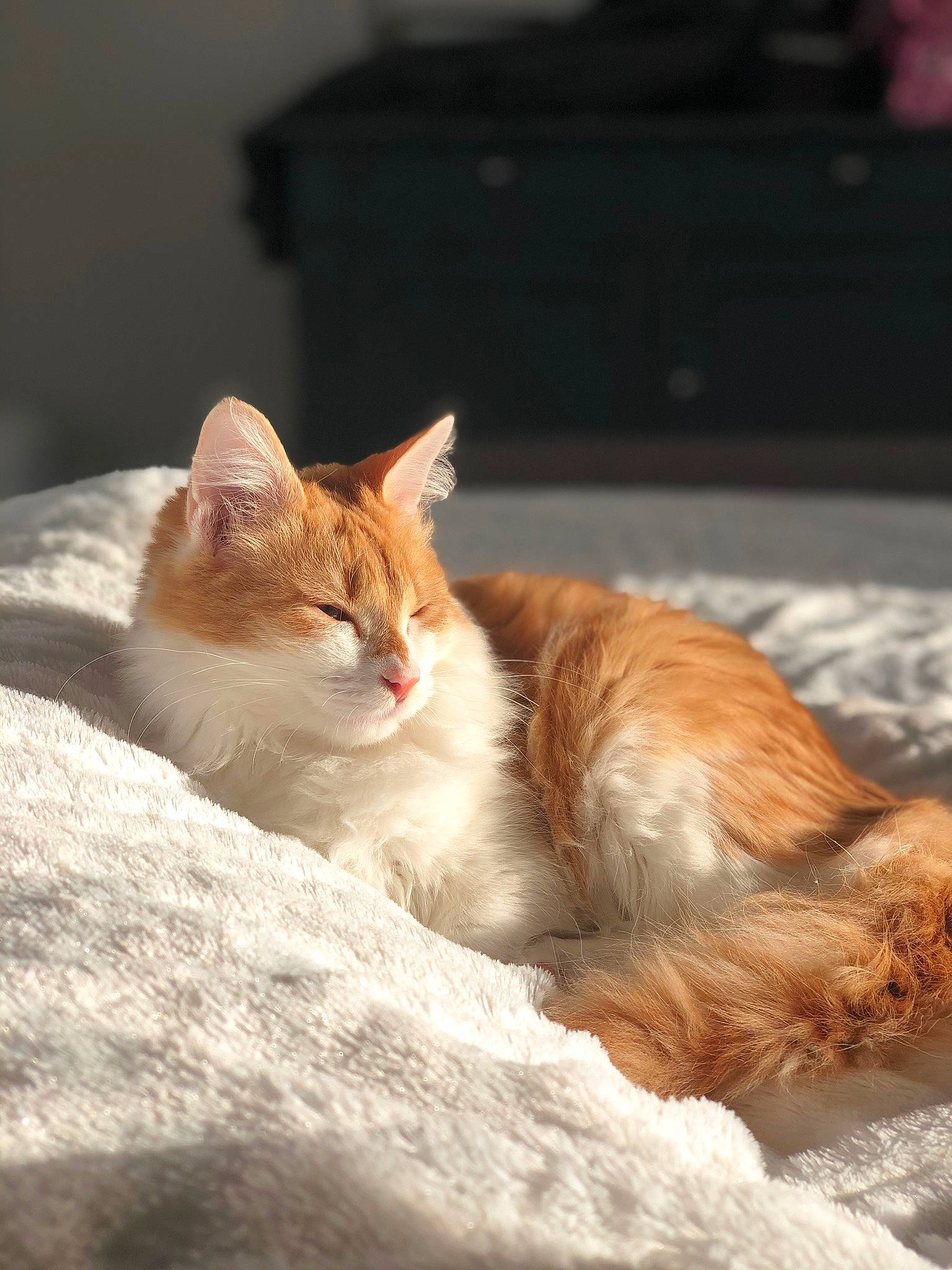 Ako participe au concours pour gagner de l'argent avec cette photo : carnivore, cat, claw, comfort, domestic_short_haired_cat, eye, fawn, felidae, fur, liver, paw, sitting, small_to_medium_sized_cats, snout, tail, terrestrial_animal, tree, whiskers, wildlife, wood