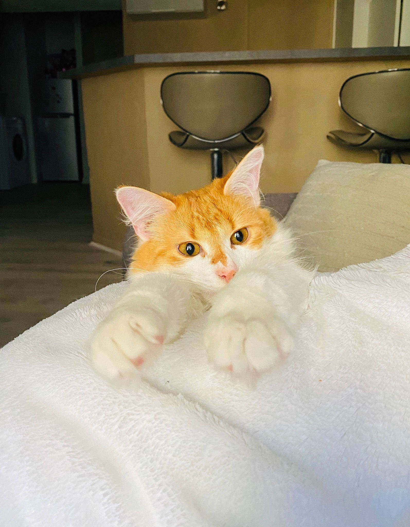 Ako a rejoint le concours — aidez-le/la à gagner de superbes lots ! bed, bedding, carnivore, cat, chair, comfort, couch, domestic_short_haired_cat, fawn, felidae, flooring, fur, linens, paw, room, small_to_medium_sized_cats, snout, tail, whiskers, wood