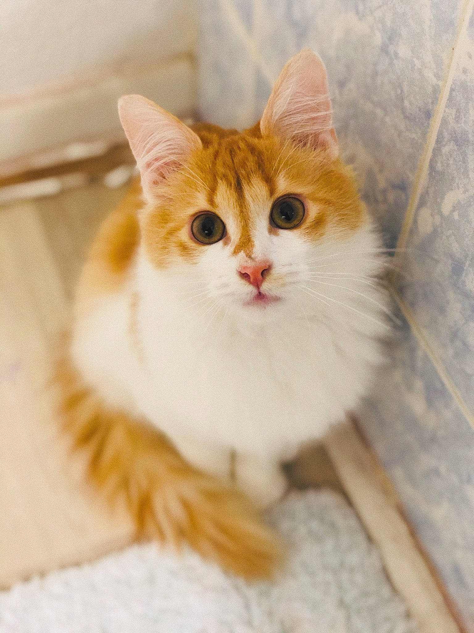 Ako participe au concours pour gagner de l'argent avec cette photo : carnivore, cat, domestic_short_haired_cat, fawn, felidae, fur, small_to_medium_sized_cats, snout, tail, terrestrial_animal, whiskers, window, wood