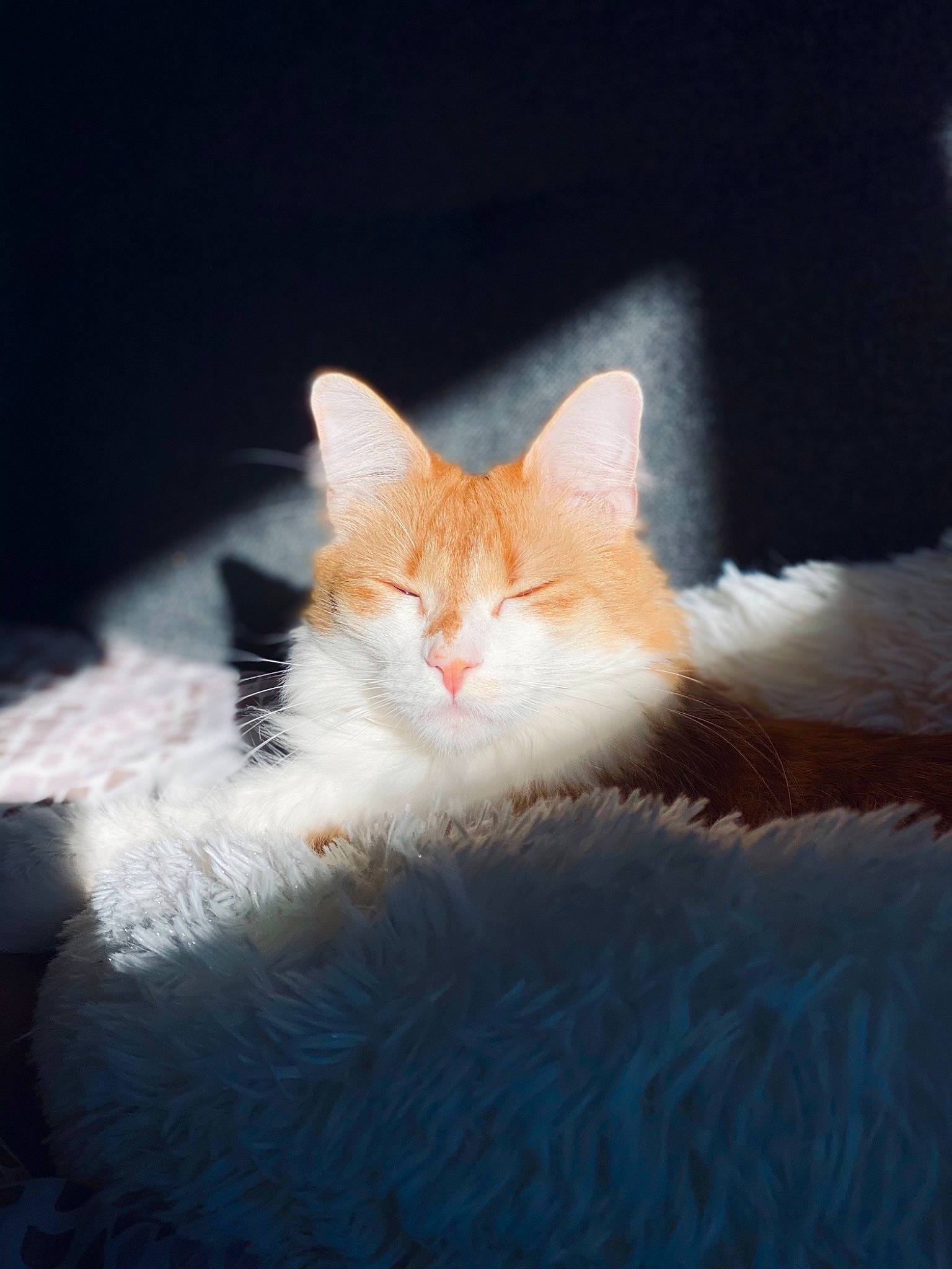 Ako a rejoint le concours — aidez-le/la à gagner de superbes lots ! bed, carnivore, cat, claw, cloud, comfort, domestic_short_haired_cat, eye, fawn, felidae, fur, head, iris, leg, paw, sky, small_to_medium_sized_cats, snout, tail, whiskers