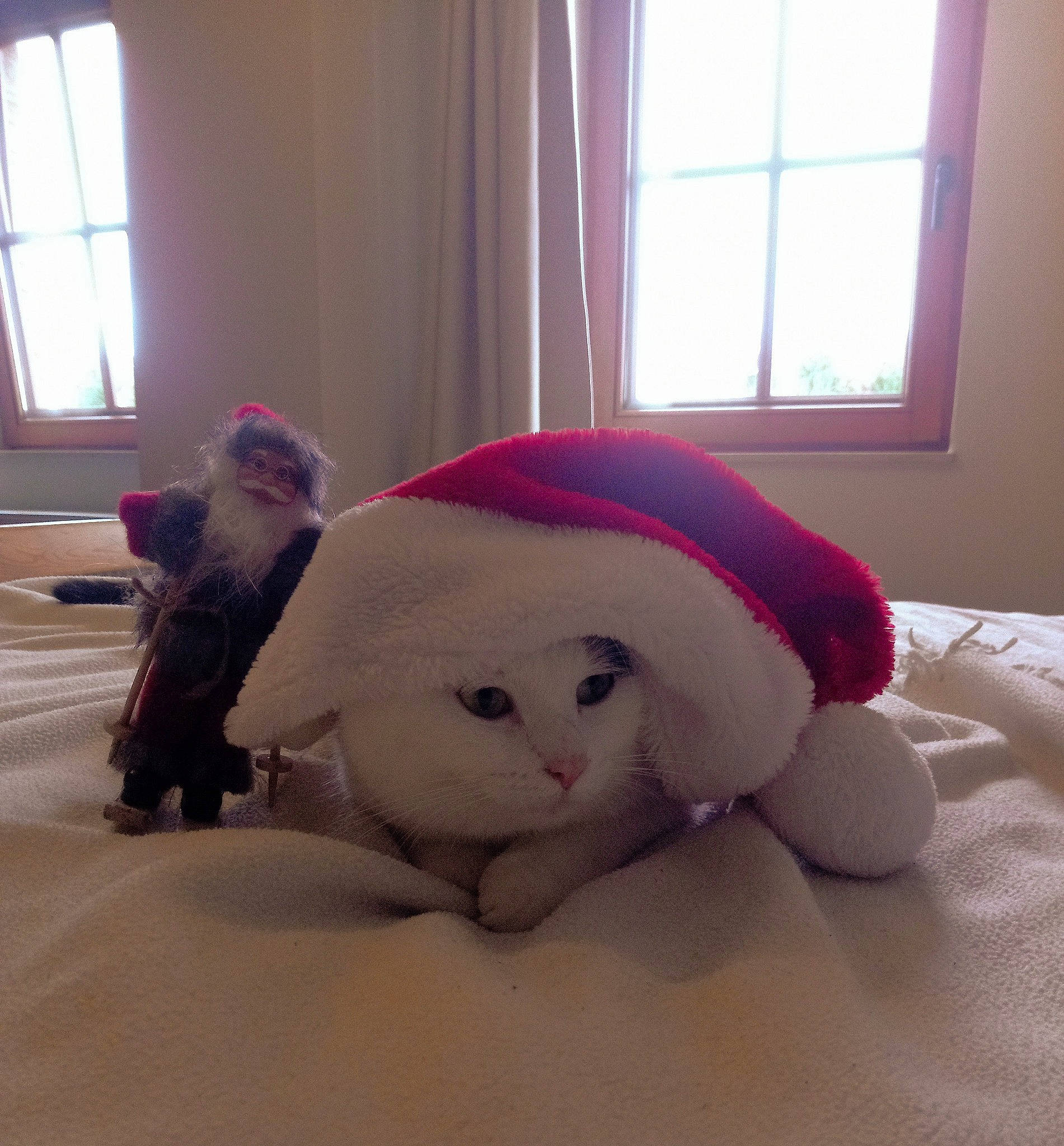 Bruno a rejoint le concours — aidez-le/la à gagner de superbes lots ! cap, cat, comfort, curtain, fawn, felidae, floor, flooring, fur, headgear, linens, pink, small_to_medium_sized_cats, stuffed_toy, tail, toy, vertebrate, whiskers, window, wood