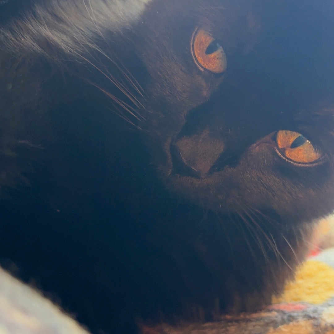 Shadow joined the competition — help win amazing prizes! abyssinian, animal, blackcat, cat, kitten, manx, pet, siamese
