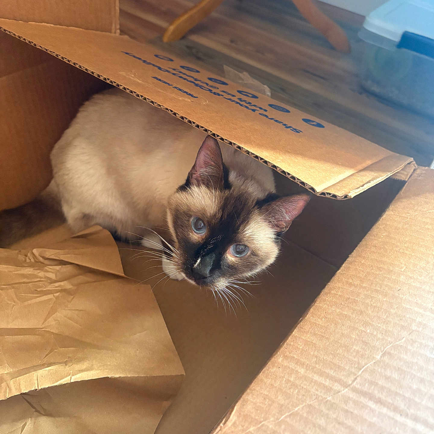 Purrkins is registered to the contest to win money with this photo: animal, bag, box, cardboard, carton, cat, computer, drawer, electronics, furniture, hardwood, indoors, kitten, laptop, manx, pc, pet, plywood, siamese, wood