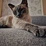Saphir a rejoint le concours — aidez-le/la à gagner de superbes lots ! cat, closeup, couch, cozy, ears, fur, furniture, home, indoor, leaf_pattern, paw, pet, relaxed, resting, siamese_cat, sleepy, stretching, texture, wallpaper, whiskers