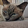 animal, blue_eyes, carpet, cat, close_up, cozy, cute, ears, feline, fur, home, indoor, muzzle, pet, portrait, relaxed, resting, sleepy, soft_light, whiskers