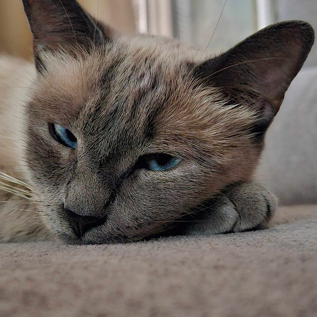Saphir participe au concours pour gagner de l'argent avec cette photo : animal, blue_eyes, carpet, cat, close_up, cozy, cute, ears, feline, fur, home, indoor, muzzle, pet, portrait, relaxed, resting, sleepy, soft_light, whiskers