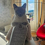 Saphir a rejoint le concours — aidez-le/la à gagner de superbes lots ! animal, cat, couch, cozy, curtains, daylight, decor, furniture, gray, home, indoor, living_room, looking_at_camera, pet, portrait, red_chair, relaxing, sofa, window, wooden_floor