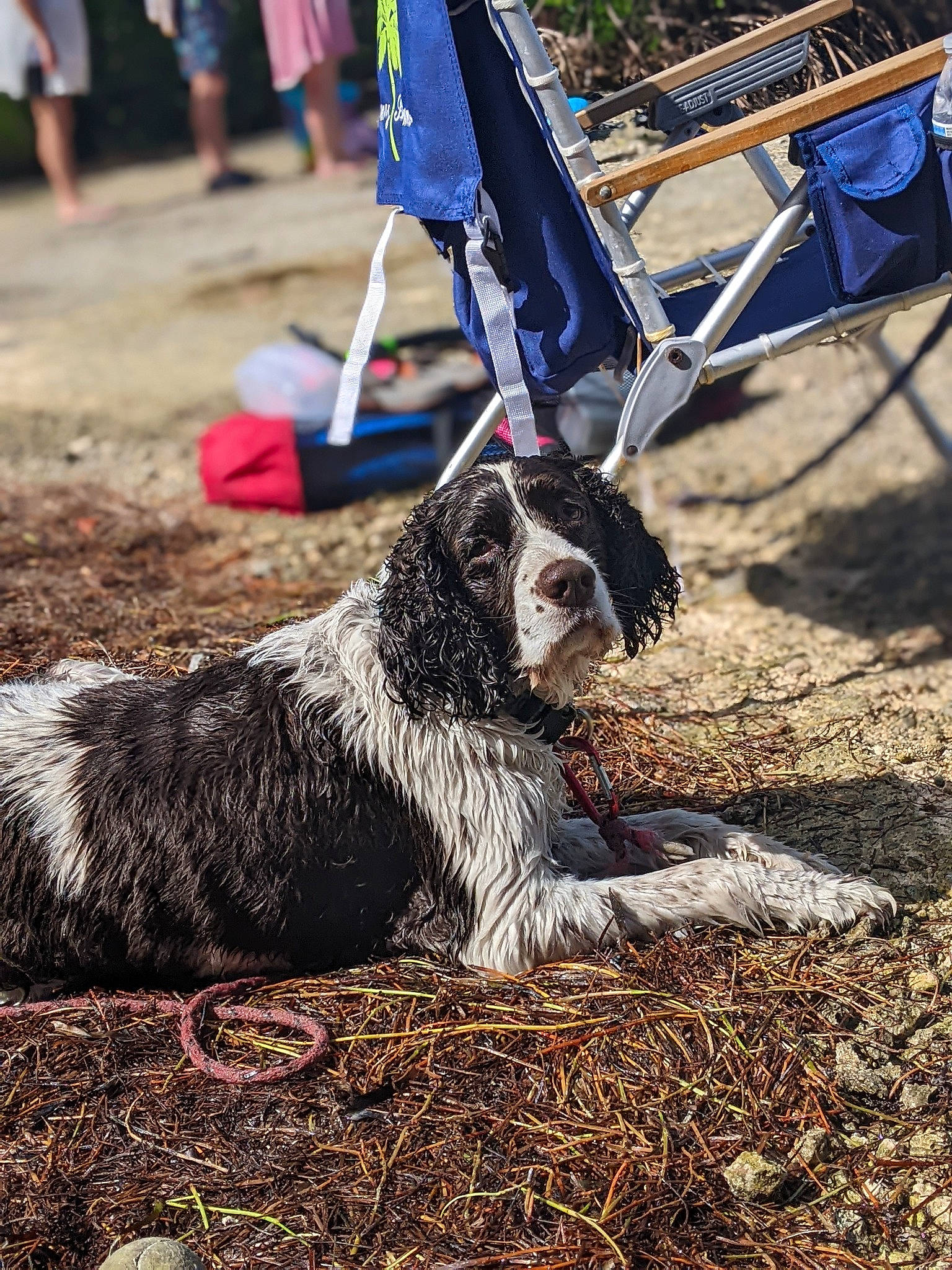 Abby is registered to the contest to win money with this photo: canidae, carnivore, chair, companion_dog, dog, dog_breed, dog_sports, fur, grass, herding_dog, shorts, sitting, soil, spaniel, sporting_group, terrier, working_animal, working_dog