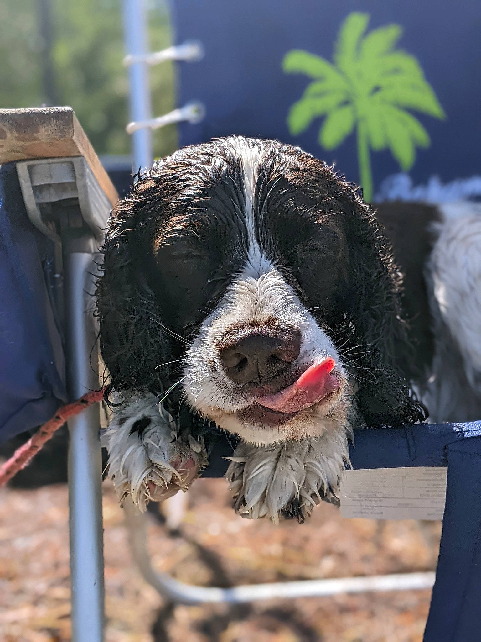 Abby joined the competition — help win amazing prizes! canidae, carnivore, collar, companion_dog, dog, dog_breed, dog_collar, fang, fur, gun_dog, hunting_dog, non_sporting_group, snout, spaniel, sporting_group, whiskers, working_animal, working_dog