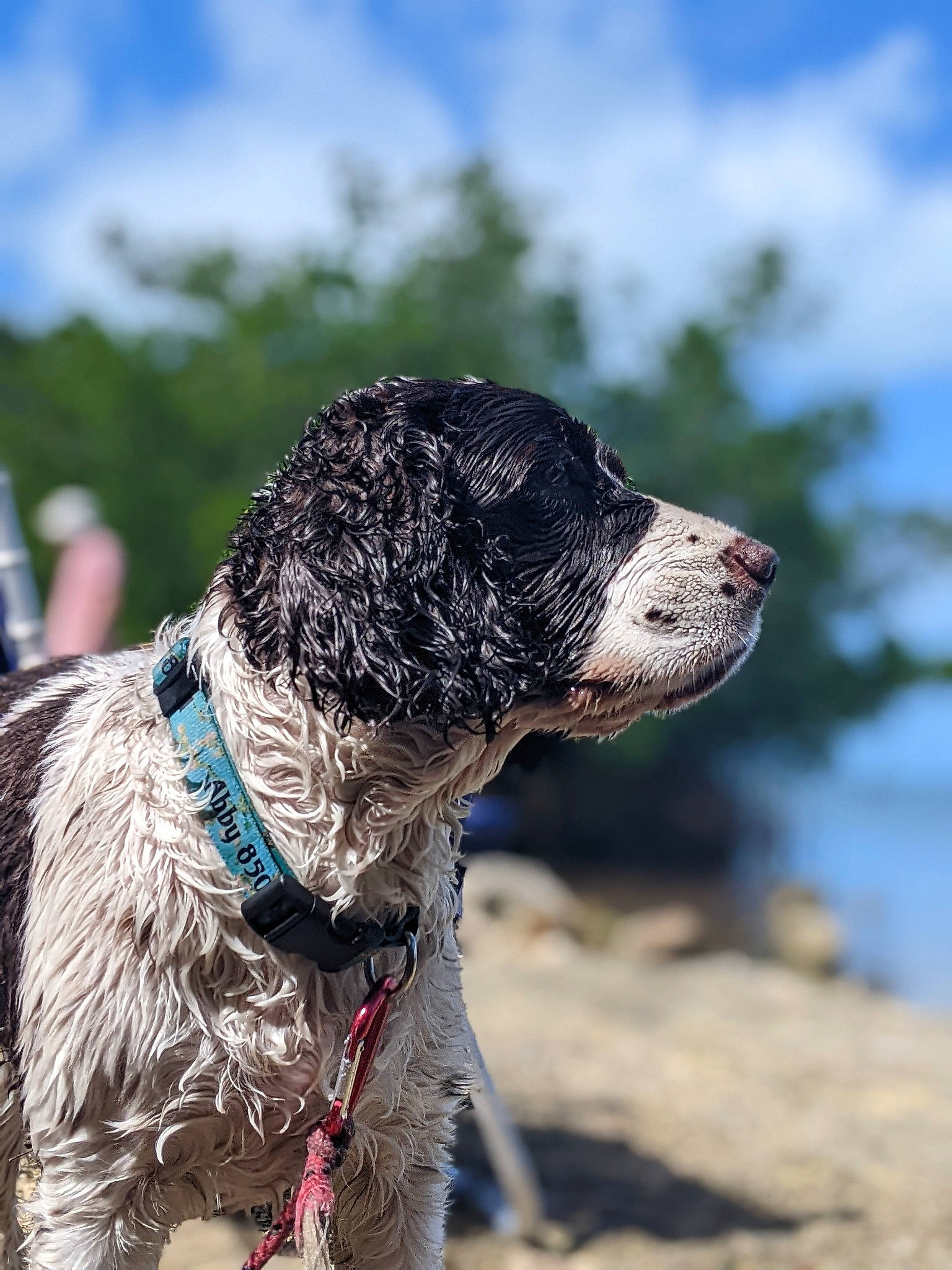 Abby joined the competition — help win amazing prizes! canidae, carnivore, cloud, collar, companion_dog, dog, dog_breed, dog_collar, dog_supply, fur, gun_dog, hunting_dog, leash, sky, snout, spaniel, sporting_group, water_dog, working_animal, working_dog