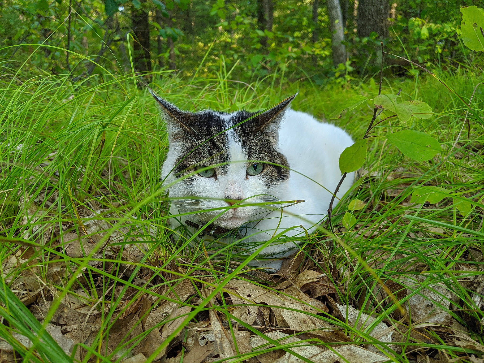 Hemingway is registered to the contest to win money with this photo: carnivore, cat, domestic_short_haired_cat, felidae, fur, grass, grass_family, grassland, groundcover, herb, pasture, plant, shrub, small_to_medium_sized_cats, snout, tail, terrestrial_animal, terrestrial_plant, tree, whiskers