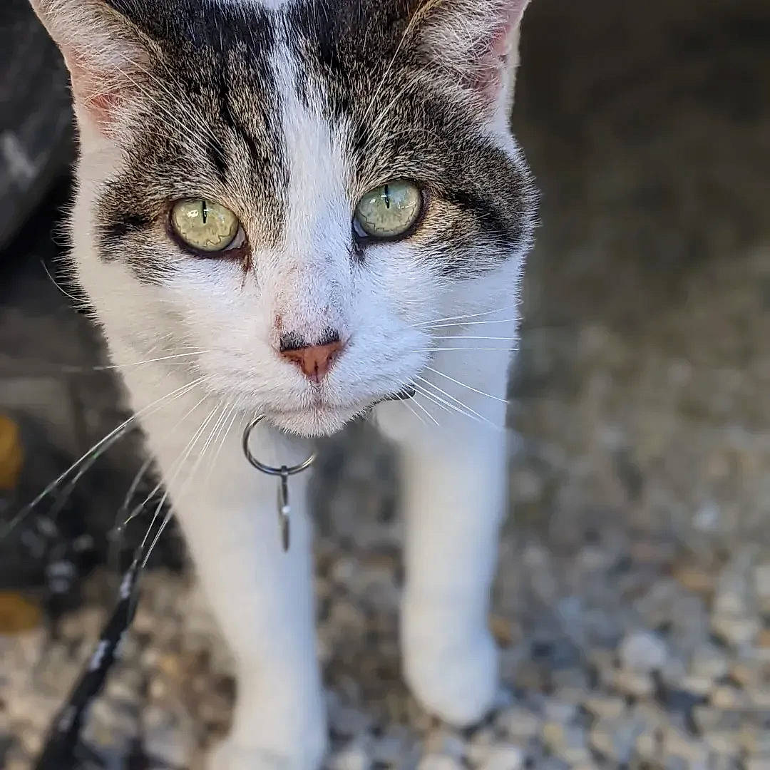 Hemingway joined the competition — help win amazing prizes! carnivore, cat, collar, domestic_short_haired_cat, eye, felidae, fur, grass, head, paw, small_to_medium_sized_cats, snout, tail, terrestrial_animal, tree, whiskers, wildlife