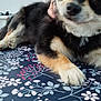 dog, close_up, fluffy, black_and_tan, paw, hand, indoor, floral_pattern, laying_down, pet, animal, fur, cute, domestic_animal, mammal, relaxing, companion, friendly, canine, portrait