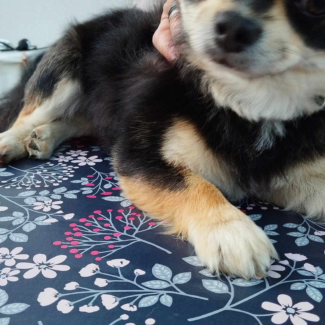 Swoupy participe au concours pour gagner de l'argent avec cette photo : animal, black_and_tan, canine, close_up, companion, cute, dog, domestic_animal, floral_pattern, fluffy, friendly, fur, hand, indoor, laying_down, mammal, paw, pet, portrait, relaxing