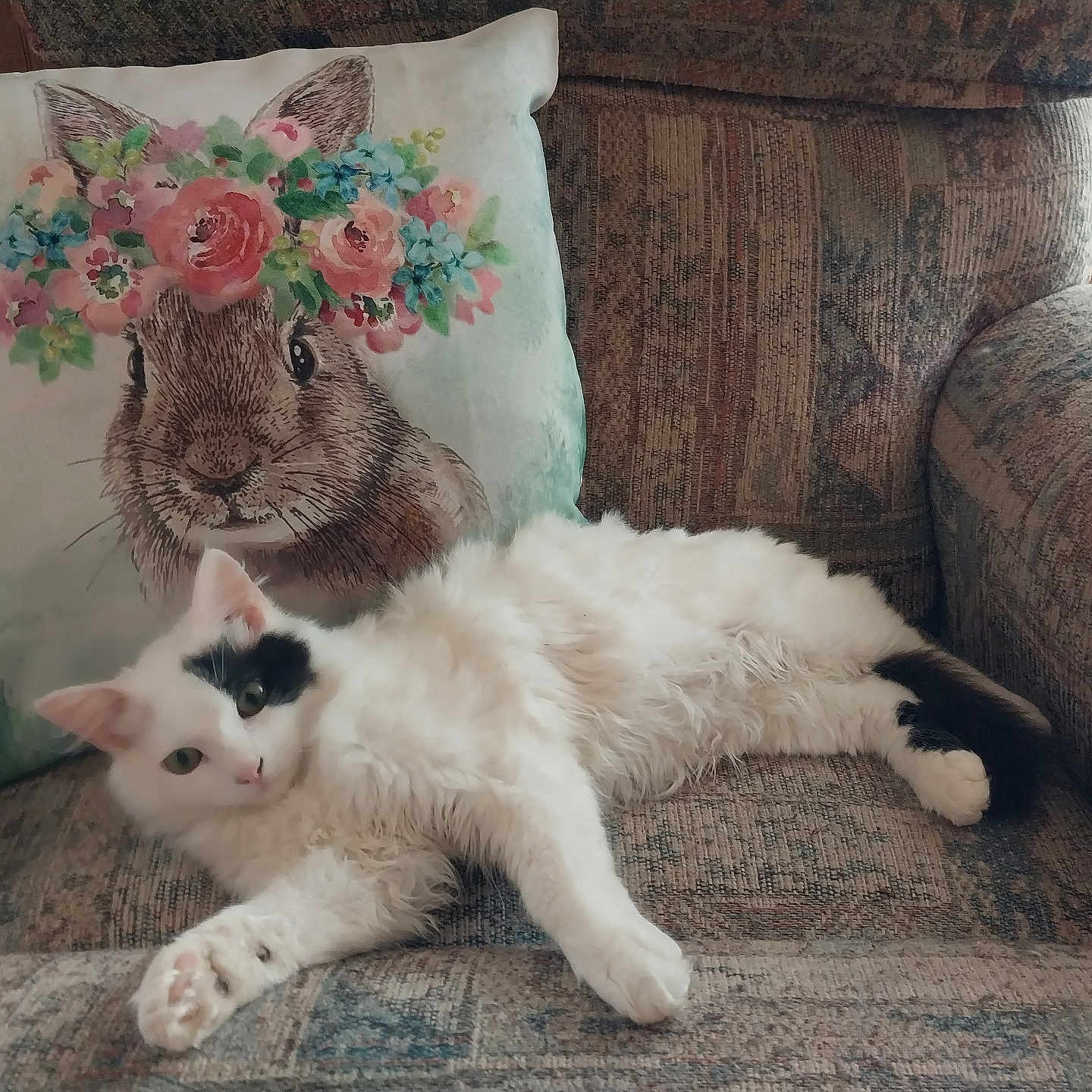 Aurora is registered to the contest to win money with this photo: animal, black_patch, cat, couch, cozy, cute, domestic_pet, feline, flower_crown, fluffy, furniture, home_decor, indoor, patterned_fabric, pet, pillow, rabbit_illustration, relaxing, resting, white_cat