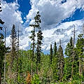 Cheyenne C.