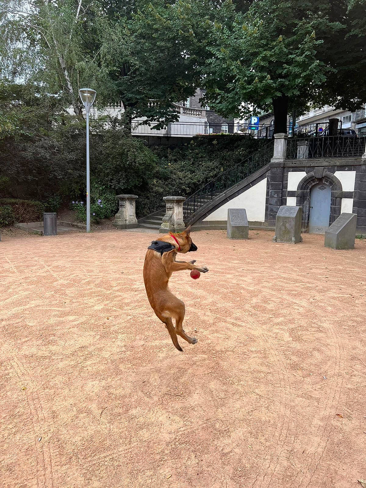 Ralph participe au concours pour gagner de l'argent avec cette photo : canidae, carnivore, companion_dog, dog, dog_breed, fawn, flooring, fun, grass, human_leg, landscape, lawn, leisure, plant, recreation, soil, sporting_group, tail, tree, wood