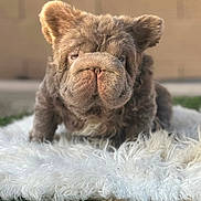 Mcm joined the competition — help win amazing prizes! dog, puppy, fluffy, wrinkled, fur, face, pet, animal, cute, closeup, portrait, indoors, carpet, white_rug, fur_texture, ears, sitting, adorable, brown_fur, expression