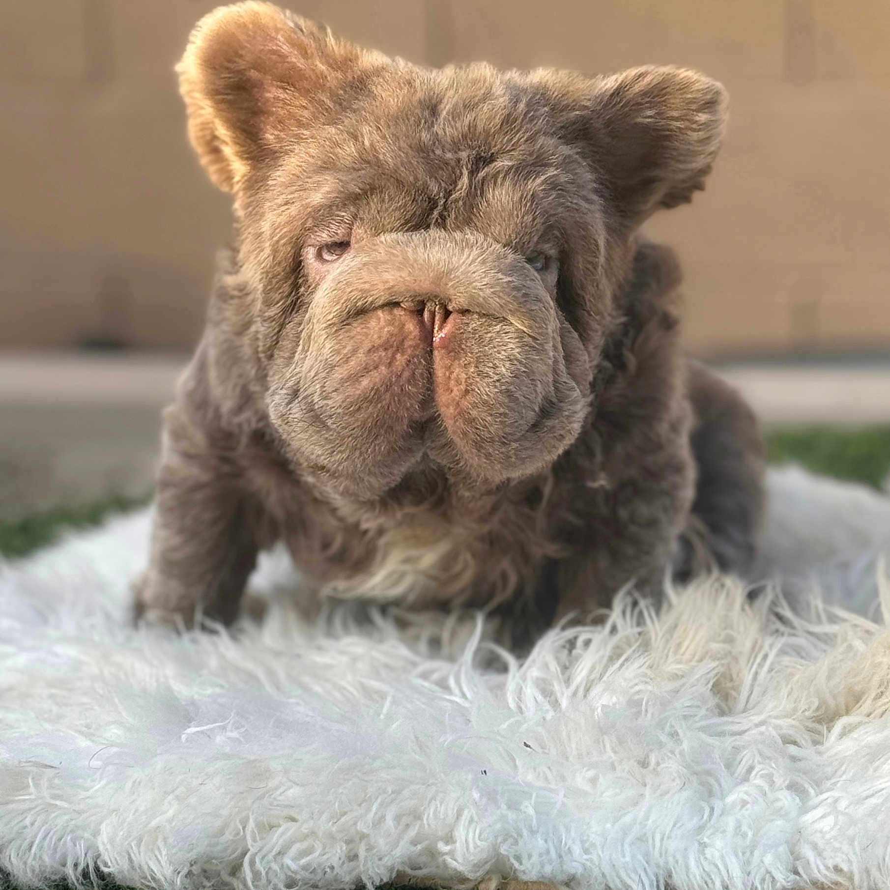 Mcm joined the competition — help win amazing prizes! adorable, animal, brown_fur, carpet, closeup, cute, dog, ears, expression, face, fluffy, fur, fur_texture, indoors, pet, portrait, puppy, sitting, white_rug, wrinkled
