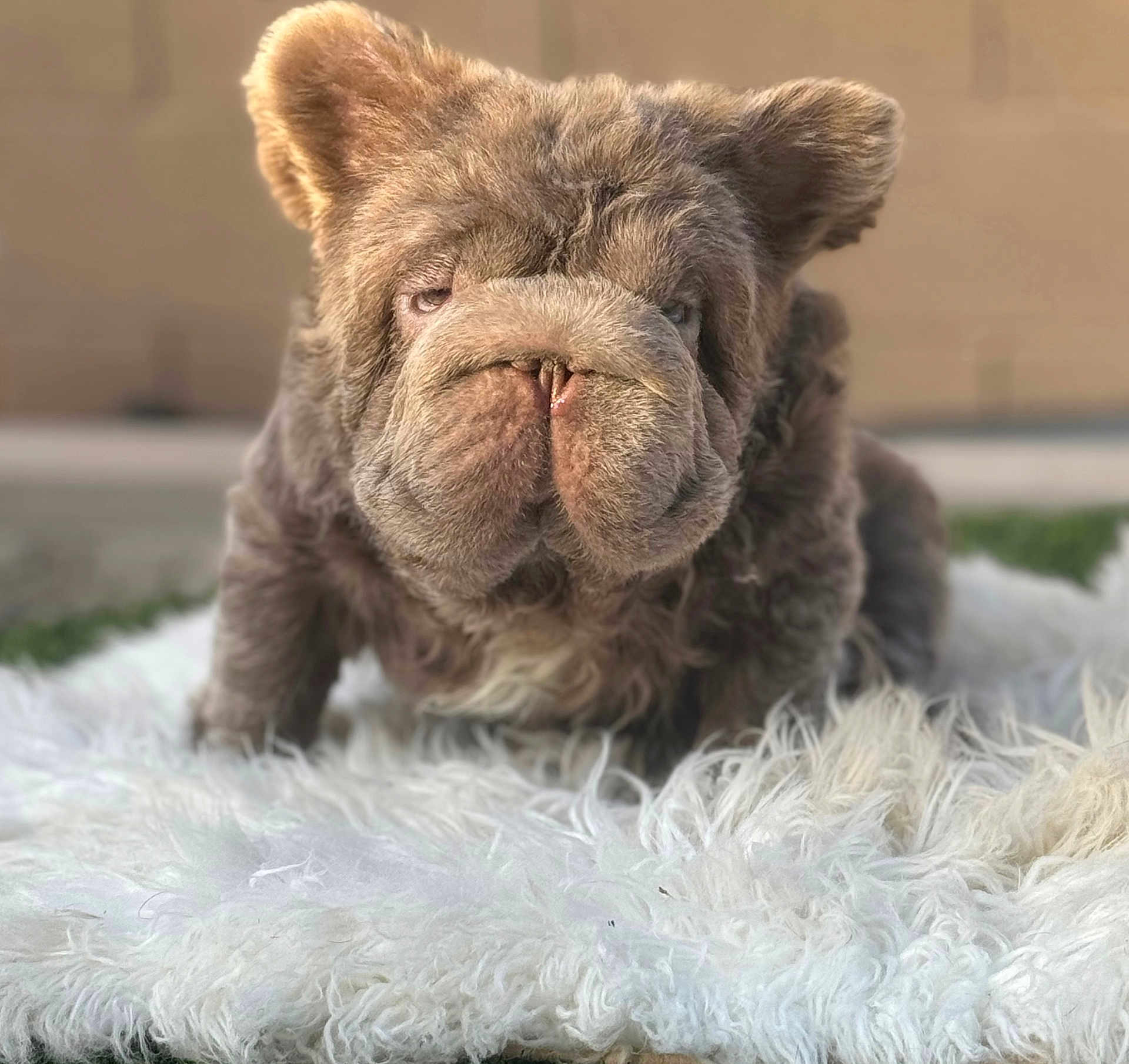 Mcm joined the competition — help win amazing prizes! dog, puppy, fluffy, wrinkled, fur, face, pet, animal, cute, closeup, portrait, indoors, carpet, white_rug, fur_texture, ears, sitting, adorable, brown_fur, expression