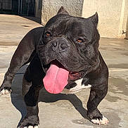 Gizmo joined the competition — help win amazing prizes! dog, black_dog, bulldog, canine, pet, animal, tongue, panting, standing, outdoor, sunlight, concrete, patio, short_hair, muscular, white_chest, white_paws, collar, portrait, funny_expression