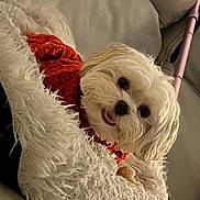 Phoebe joined the competition — help win amazing prizes! dog, white_dog, fluffy, pet, sweater, red_sweater, blanket, white_blanket, couch, indoor, cozy, happy, smiling, cute, fur, small_dog, resting, comfortable, close_up, domestic