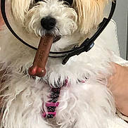 Tiffany is registered to the contest to win money with this photo: dog, white_dog, fluffy, pet, bone_toy, collar, indoor, sitting, cute, small_dog, fur, animal, companion, domestic, canine, playful, person_partial, home, cozy, resting