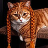 animal, braids, cat, cat_tree, claws, costume, cute, ears, feline, funny, fur, indoors, orange, orange_tabby, pet, pigtails, portrait, relaxed, resting, whiskers