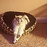 Snoh is registered to the contest to win money with this photo: animal, carpet, cat, comfortable, cozy, cute, domestic_cat, feline, fur, home, indoor, leopard_print, mammal, paws, pet_bed, relaxed, resting, stretching, warm_lighting, whiskers