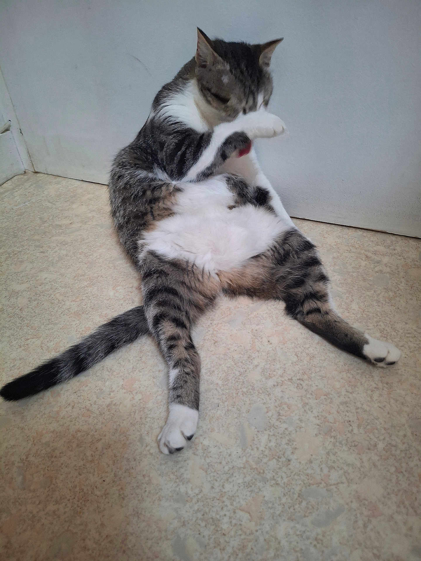 Féline