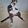 animal, cat, cute, domestic_cat, ears, feline, floor, funny_pose, indoor, licking_lips, pet, playful, relaxed, sitting, striped, tabby, tail, tongue_out, whiskers, white_belly