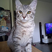 Esmée participe au concours pour gagner de l'argent avec cette photo : cat, closeup, curious, domestic_animal, ears, feline, floor, fur, household_items, indoor, kitten, living_room, pet, portrait, sitting, tabby, television, whiskers, wooden_surface, yellow_eyes