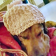 Ryuk participe au concours pour gagner de l'argent avec cette photo : canidae, carnivore, comfort, companion_dog, dog, dog_breed, fawn, fur, hat, ingredient, linens, nap, paw, recipe, rectangle, sleep, snout, sporting_group, textile, working_animal