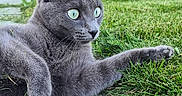 Covid a rejoint le concours — aidez-le/la à gagner de superbes lots ! alert, animal, cat, closeup, curious, daylight, ears, feline, fur, grass, gray_cat, green_eyes, ground, laying_down, nature, outdoor, paws, pet, side_view, whiskers