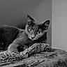 cat, animal, pet, feline, indoor, blanket, texture, monochrome, black_and_white, curious, relaxed, fur, whiskers, ears, eyes, portrait, cozy, resting, soft, closeup