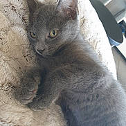 Covid participe au concours pour gagner de l'argent avec cette photo : animal, blanket, closeup, cozy, cute, domestic_cat, ears, feline, fur, gray_cat, indoor, kitten, paw, pet, relaxed, resting, sleepy, soft_texture, whiskers, young_animal