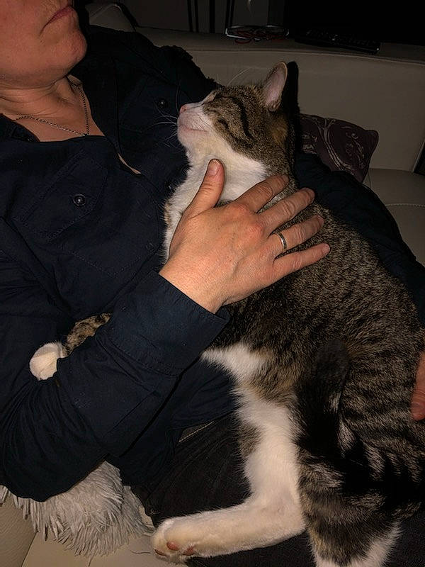 Oscaro participe au concours pour gagner de l'argent avec cette photo : american_wirehair, asian, carnivore, cat, domestic_short_haired_cat, ear, european_shorthair, eye, felidae, fur, lap, nose, organ, paw, skin, small_to_medium_sized_cats, whiskers