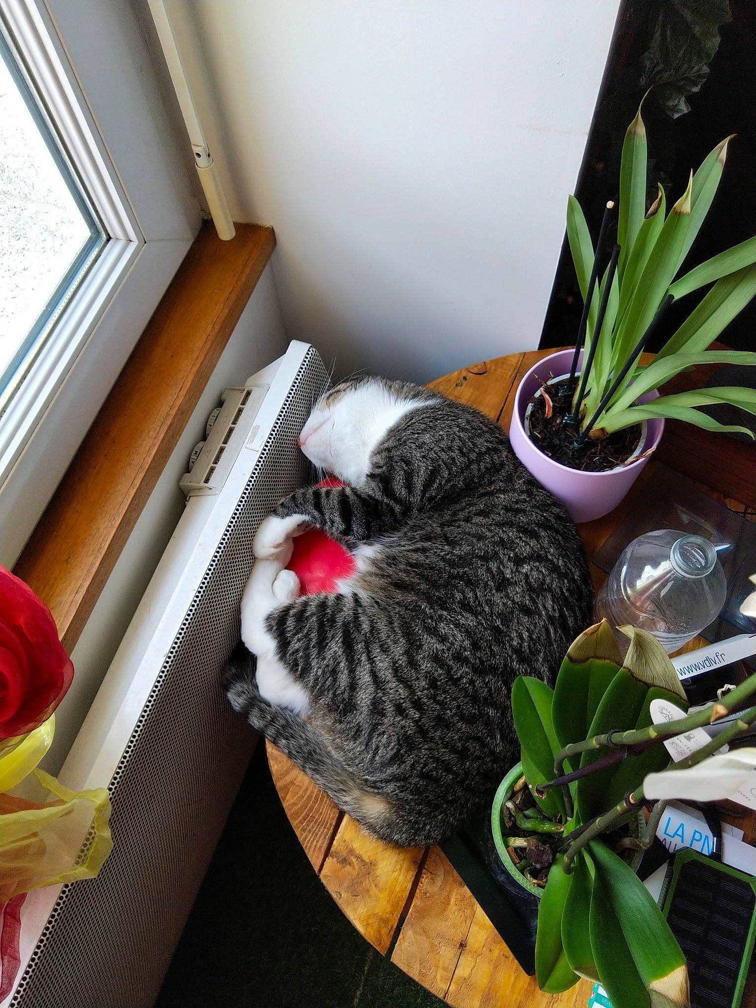Oscaro a rejoint le concours — aidez-le/la à gagner de superbes lots ! cat, european_shorthair, felidae, flower, fur, home, house, houseplant, interior_design, kitten, plant, room, small_to_medium_sized_cats, whiskers, window
