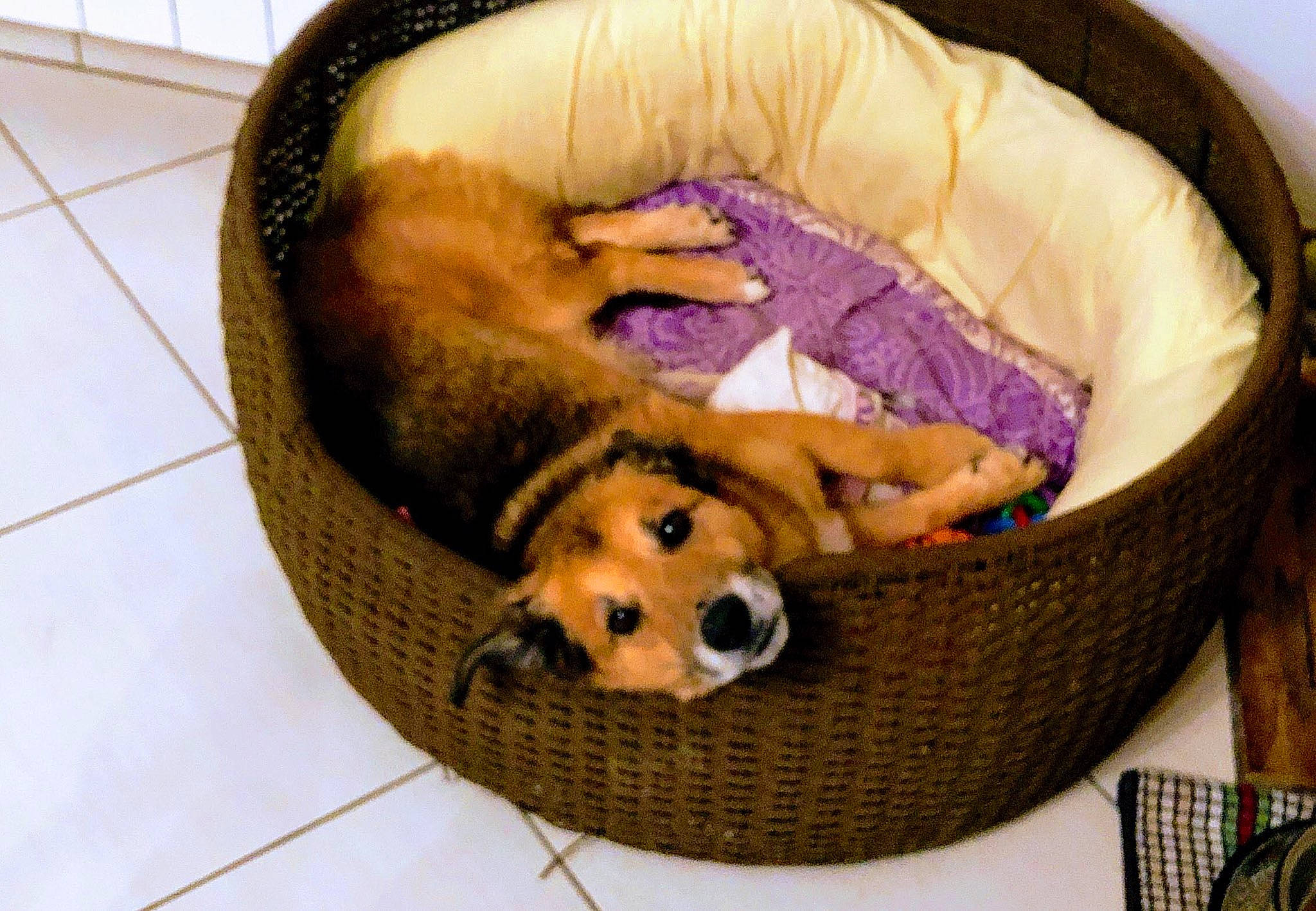 Falco participe au concours pour gagner de l'argent avec cette photo : canidae, carnivore, companion_dog, dog, dog_bed, dog_breed, fawn, golden_retriever, puppy, puppy_love, sporting_group