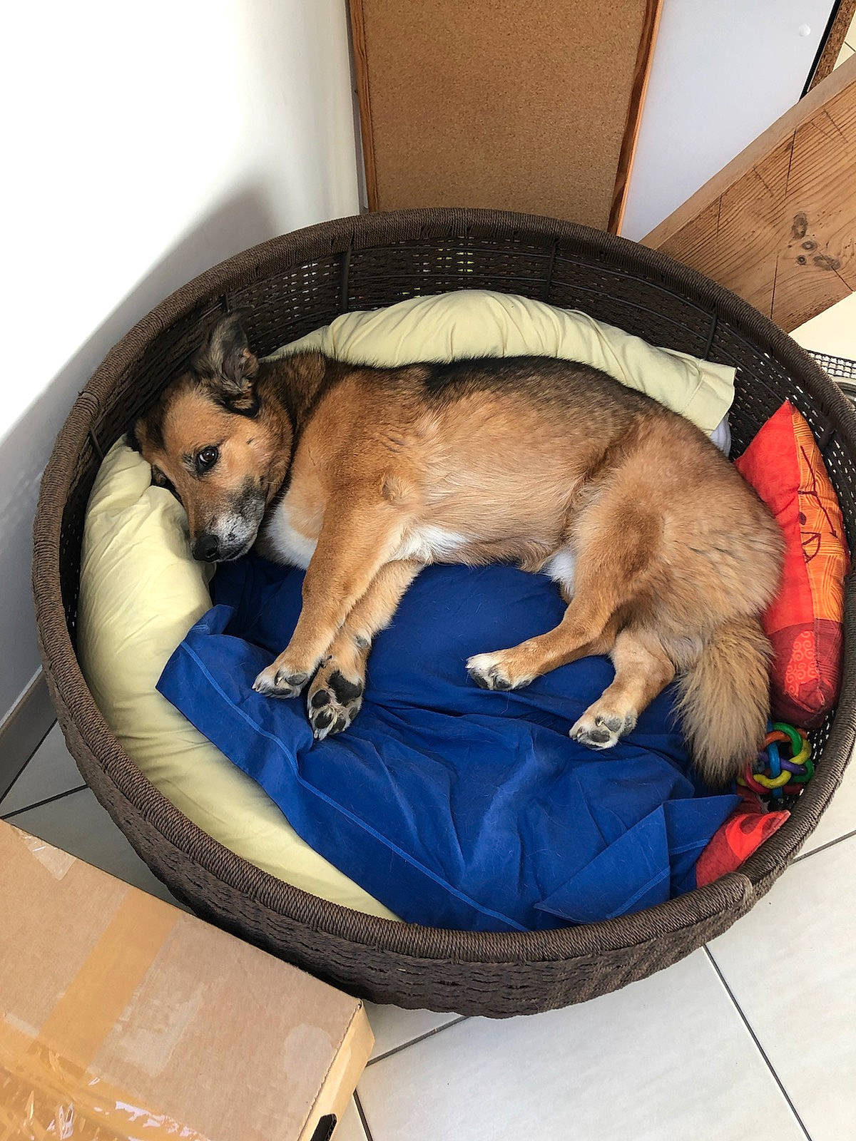 Falco participe au concours pour gagner de l'argent avec cette photo : canidae, carnivore, comfort, companion_dog, dog, dog_bed, dog_breed, fawn, puppy