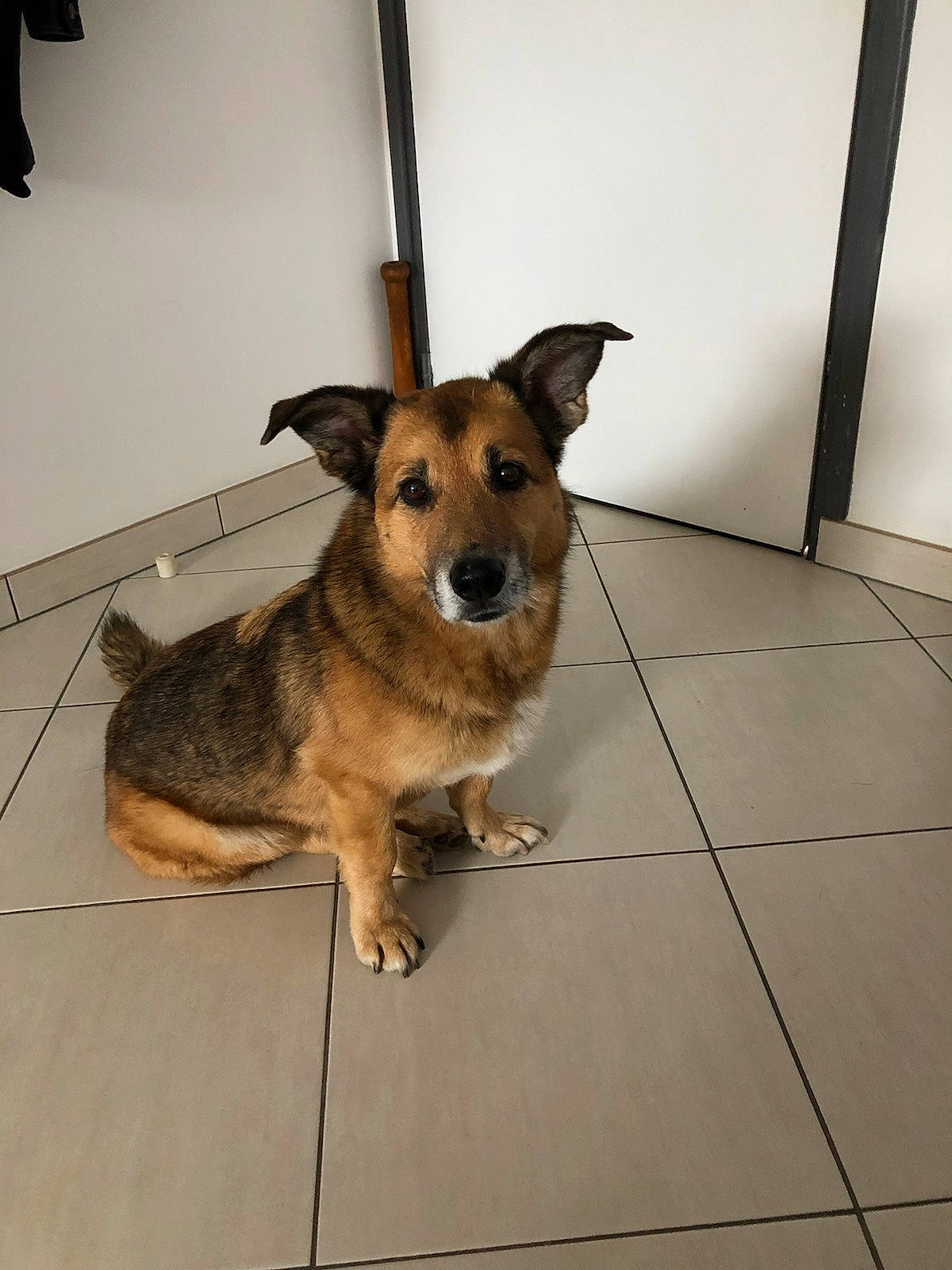 Falco a rejoint le concours — aidez-le/la à gagner de superbes lots ! canidae, carnivore, dog, dog_breed, fawn, floor, flooring, mammal, puppy, rare_breed_dog, snout, street_dog, vertebrate, working_dog